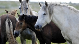 Even Wild Horses Need Their Girlfriends • Fire Turns Irwin Land Into An "Animal Graveyard"